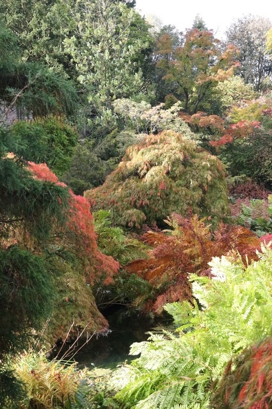 Acer Garden