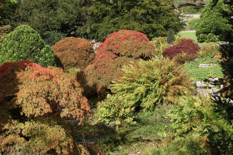 Acer Garden