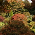 Acer Garden