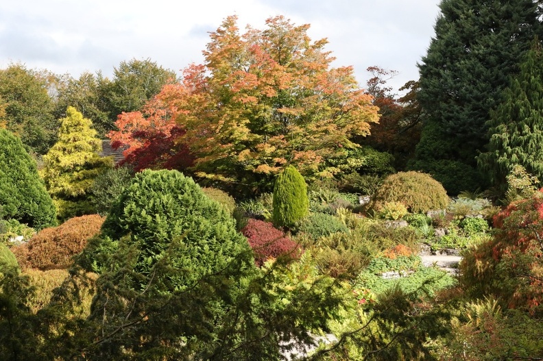 Acer Garden