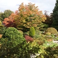 Acer Garden