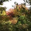 Acer Garden