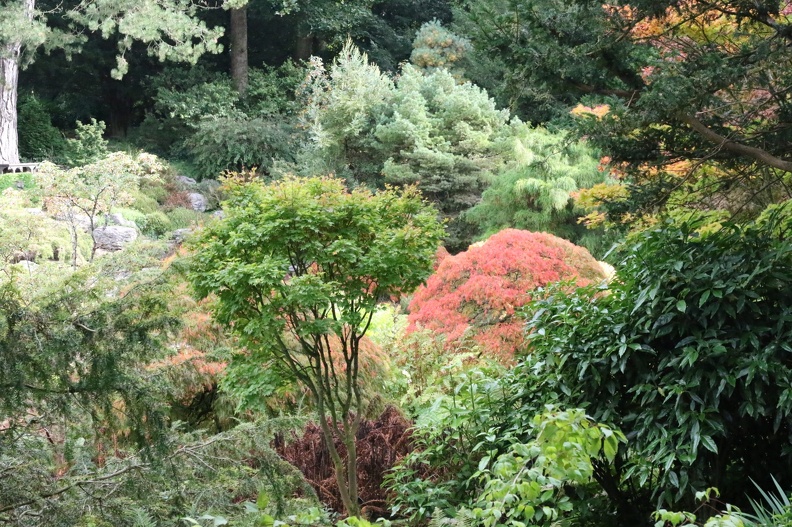 Acer Garden