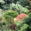 Acer Garden