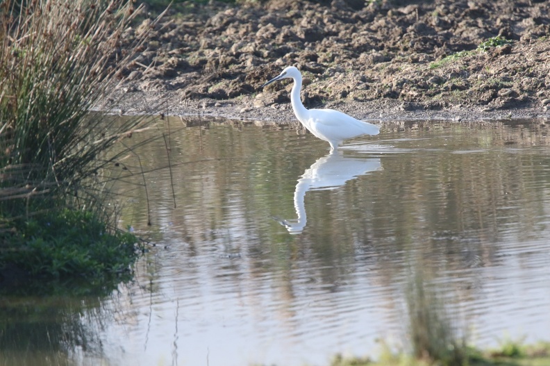 Little Egret