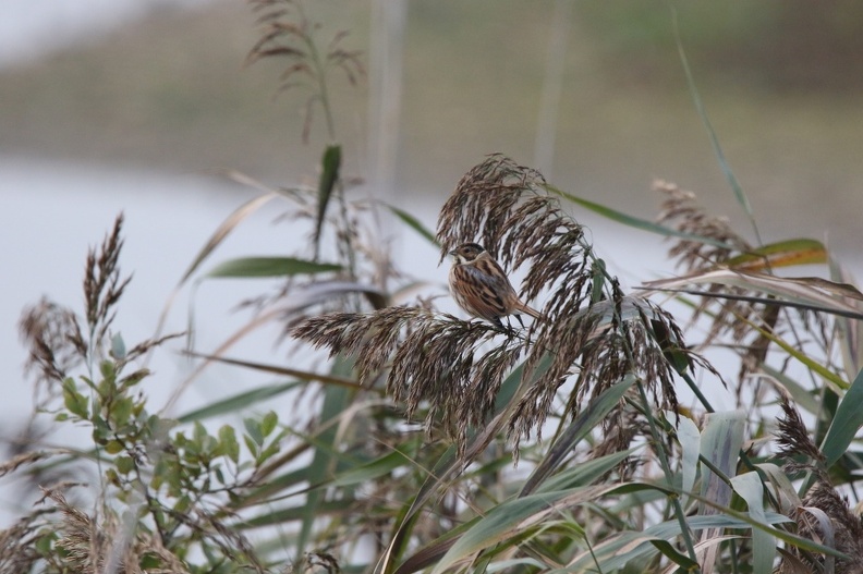 Reed Bunting