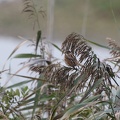 Reed Bunting