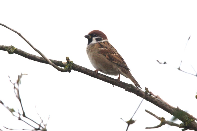 Tree Sparrow