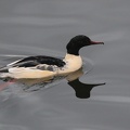 Goosander