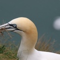 Gannet collecting nest material