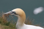 Gannet collecting nest material