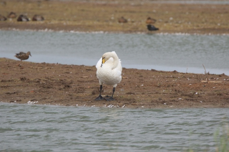 Whooper Swan