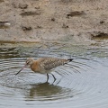 Black-tailed Godwit