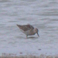 Stilt Sandpiper