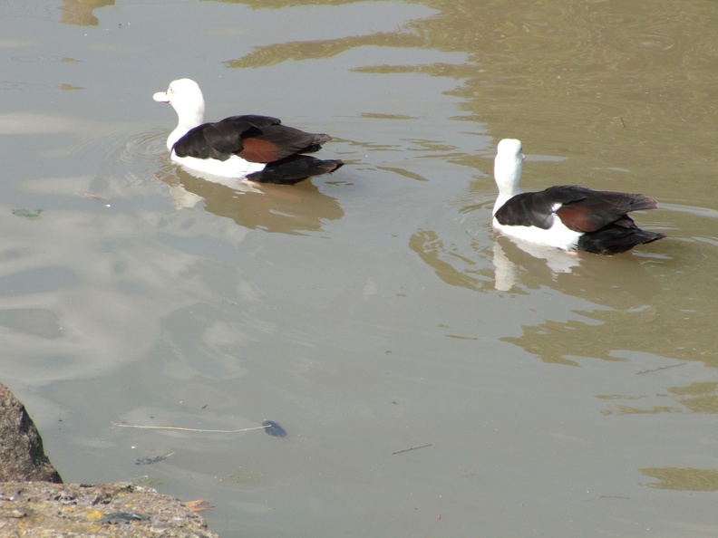 DSCF1919.JPG