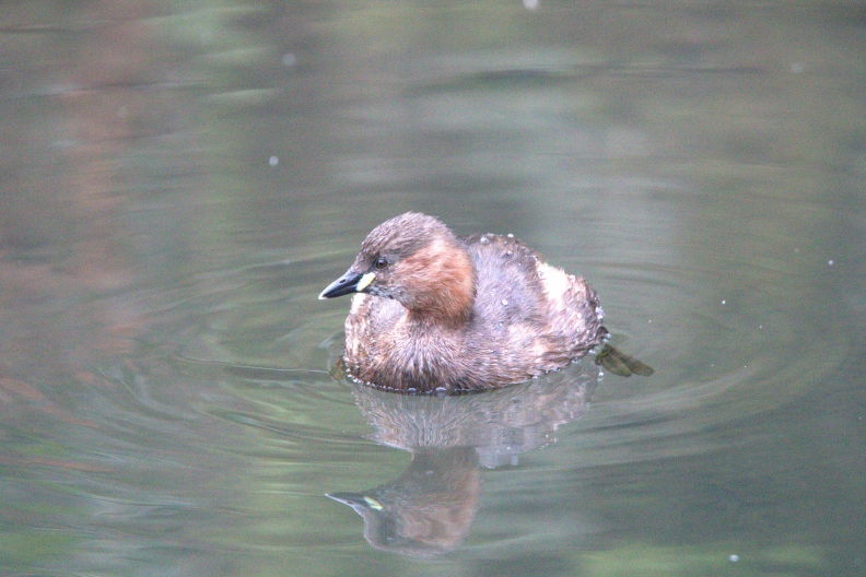 Little Grebe